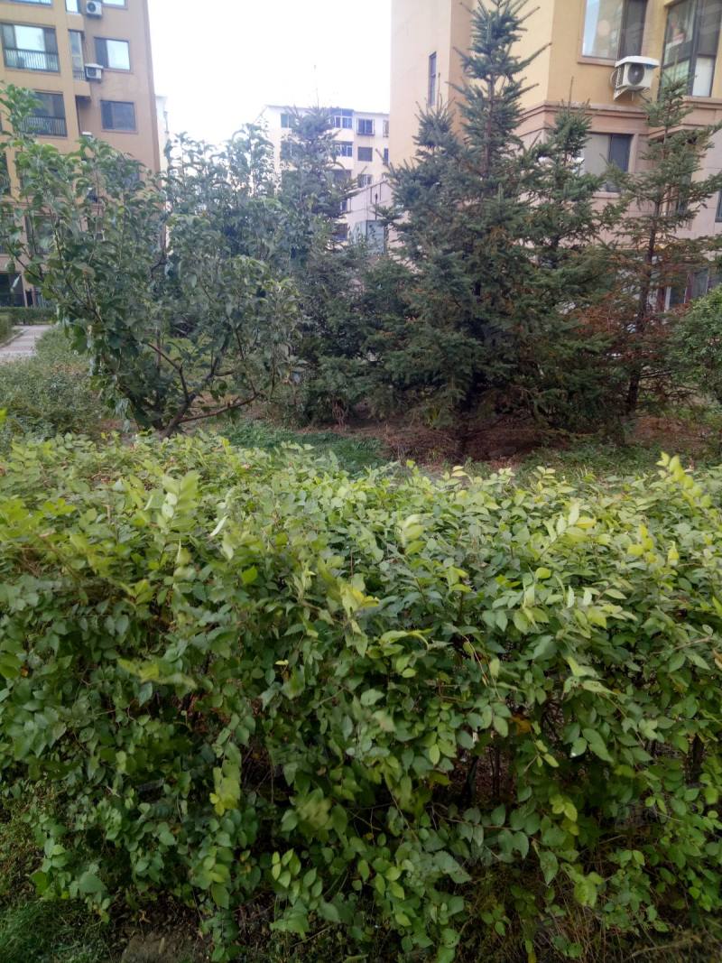 东远国际花园园区图片