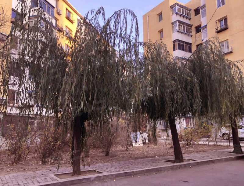 兴华家园园区图片