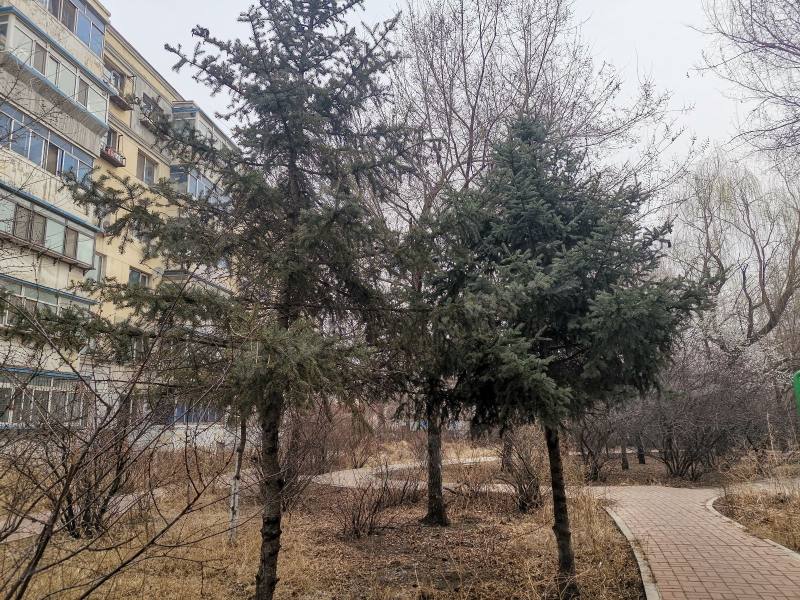 望花新村东区园区图片