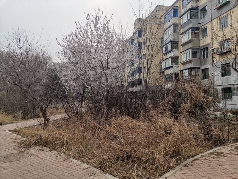望花新村东区园区图片