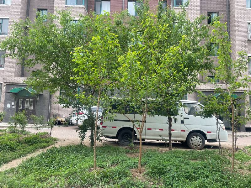 正大香格城园区图片