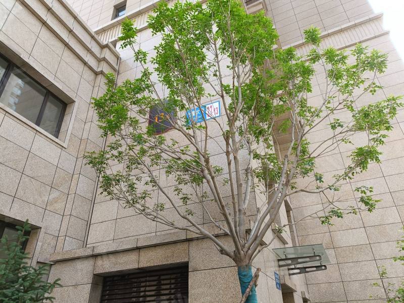 金沙巴黎花园园区图片