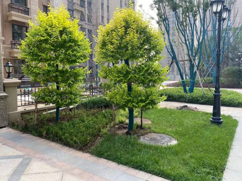 恒大御峰园区图片