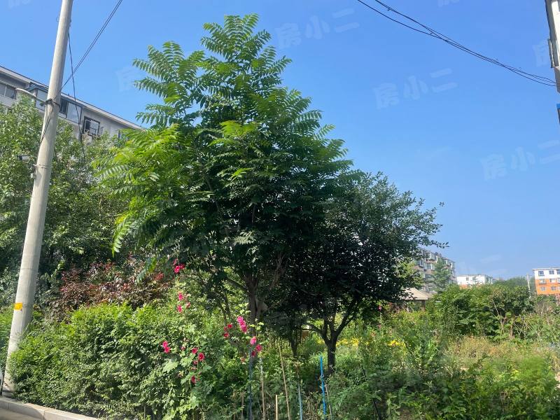 东塔安居小区园区图片