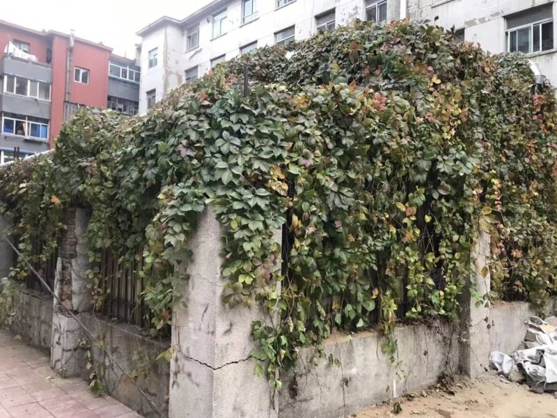 天星小区园区图片