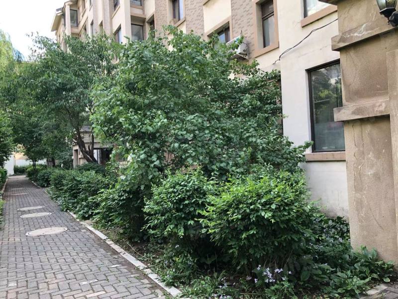 新湖北国之春南区园区图片