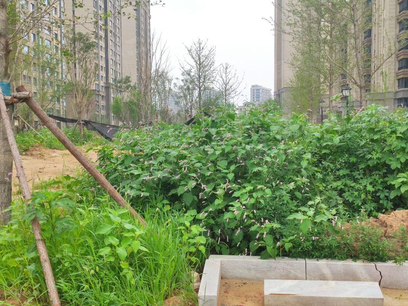 恒大西江天悦园区图片