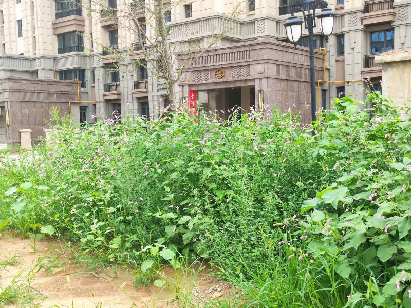 恒大西江天悦园区图片