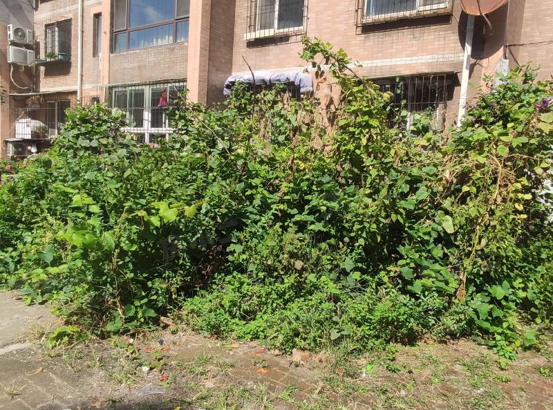 高丽花园园区图片