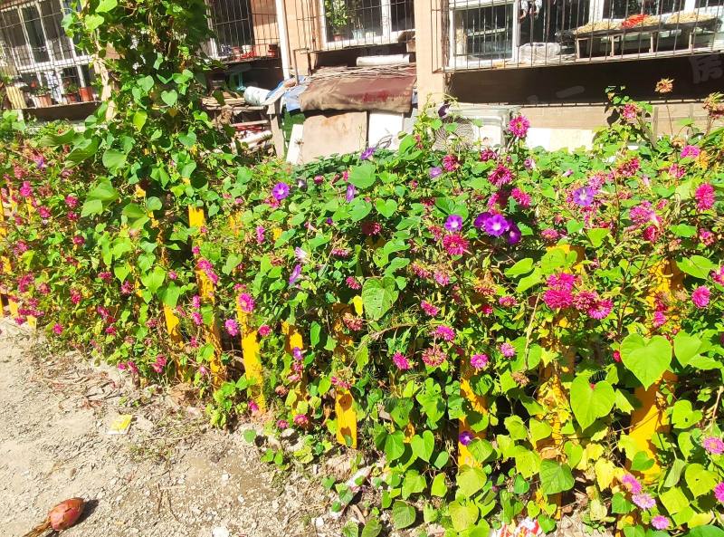 高丽花园园区图片