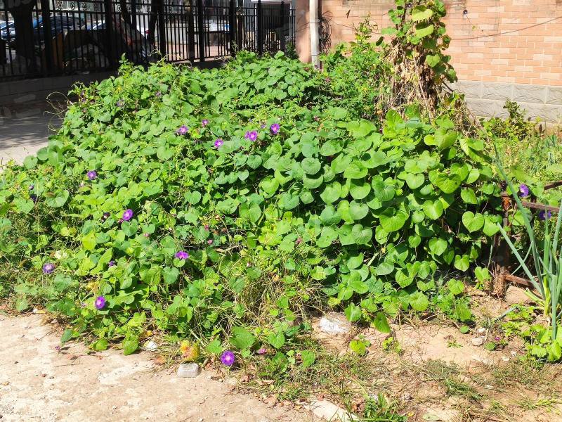 高丽花园园区图片