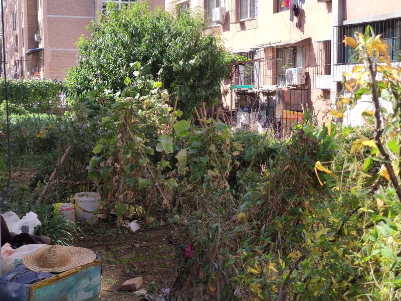 李石四期回迁楼园区图片