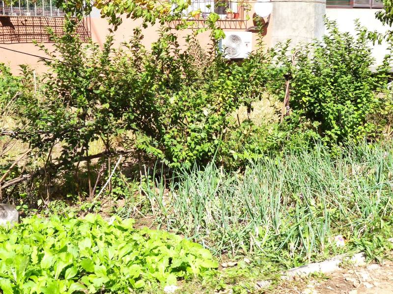 李石四期回迁楼园区图片