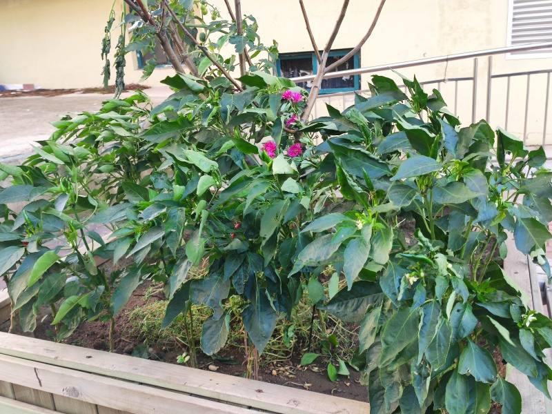 阳光丽景三期AB区园区图片