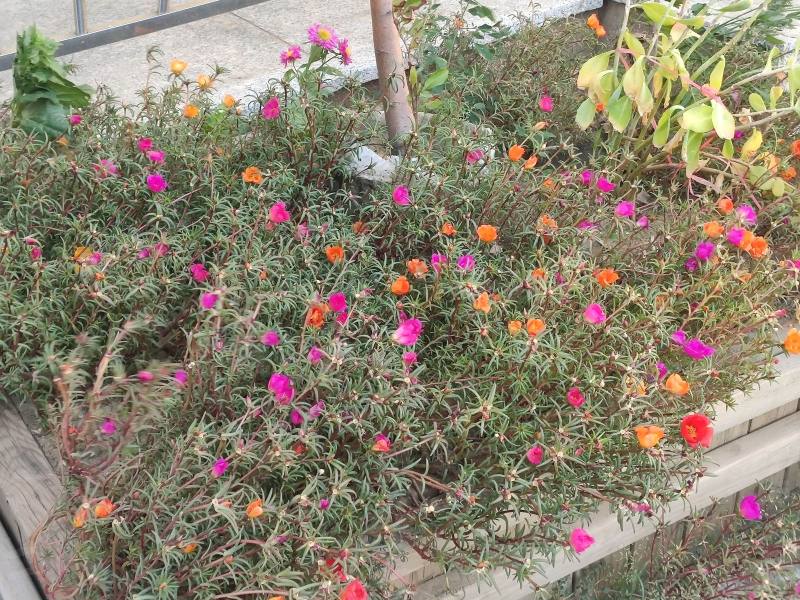 阳光丽景三期AB区园区图片