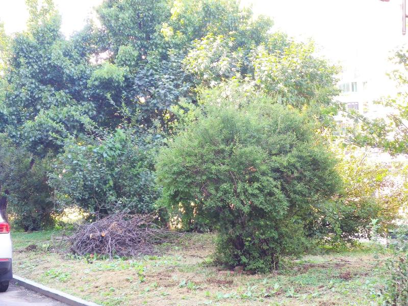 阳光丽景一期园区图片