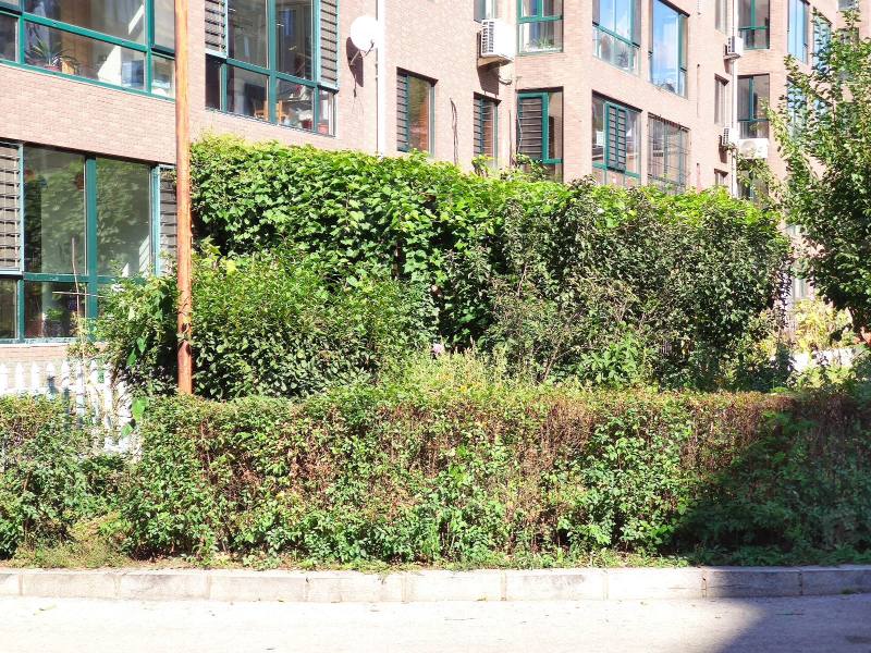 阳光丽景一期园区图片