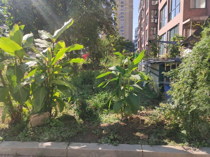 阳光丽景一期园区图片