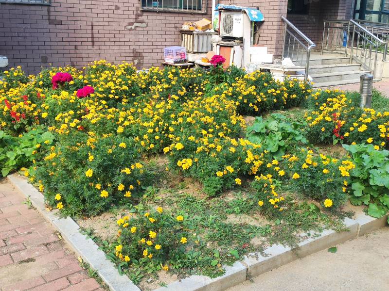 阳光丽景二期园区图片