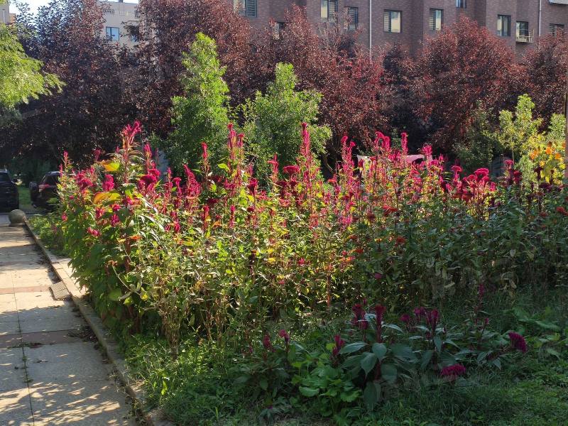 阳光丽景二期园区图片