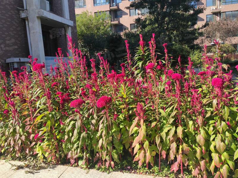 阳光丽景二期园区图片