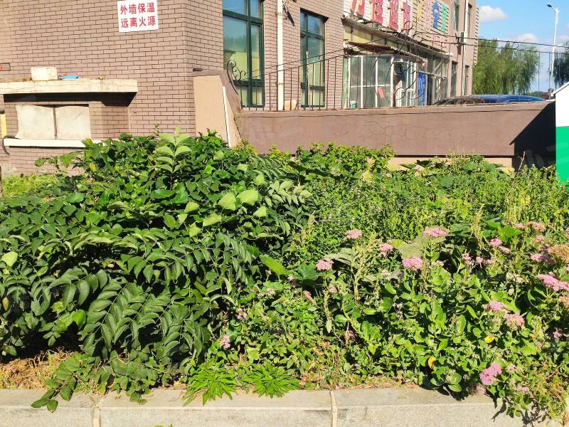 阳光丽景二期园区图片