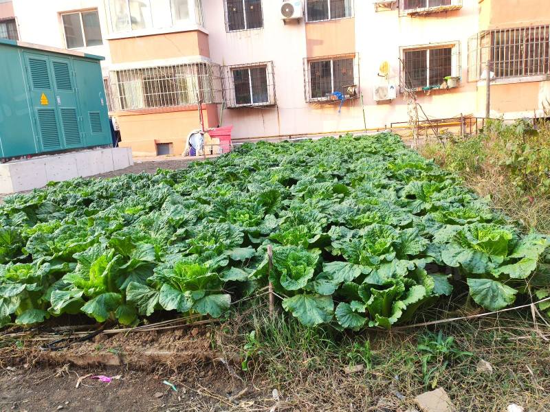 和美家园北区园区图片