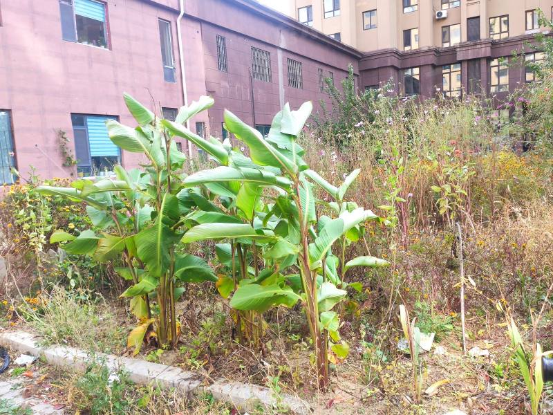 旺力城一期园区图片