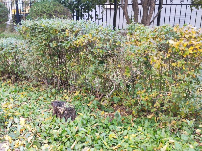 沈抚ABCD小区园区图片