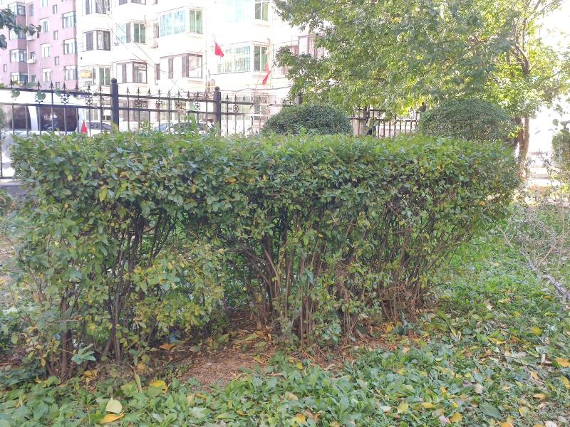 沈抚ABCD小区园区图片