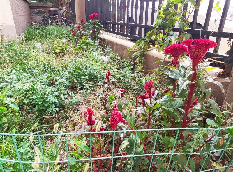 中海城星座园区图片