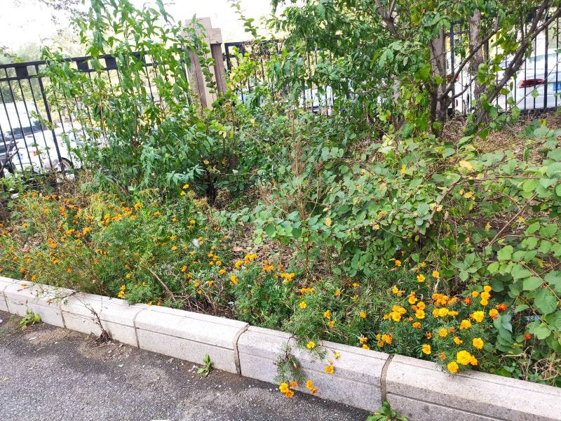 中海城星座园区图片