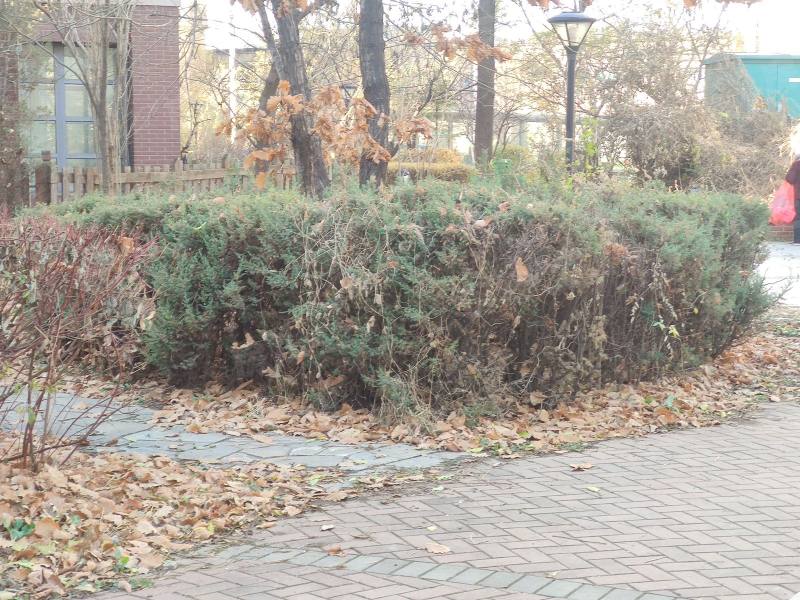 绿地剑桥园区图片