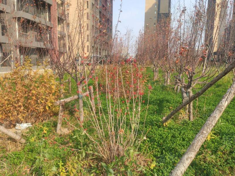 博圣御府龙湾园区图片