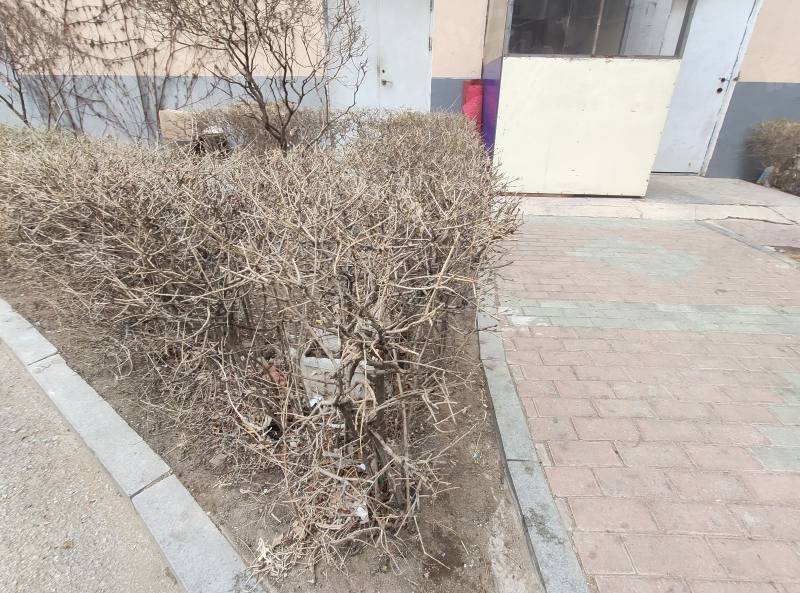 龙江家园园区图片