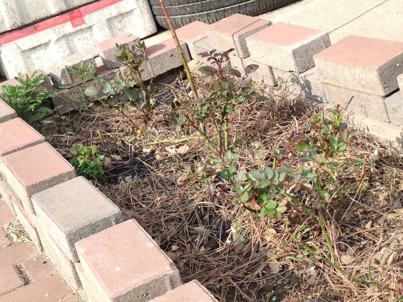 含笑小区园区图片