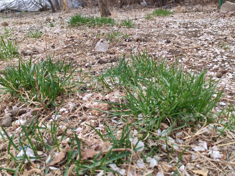 含笑小区园区图片